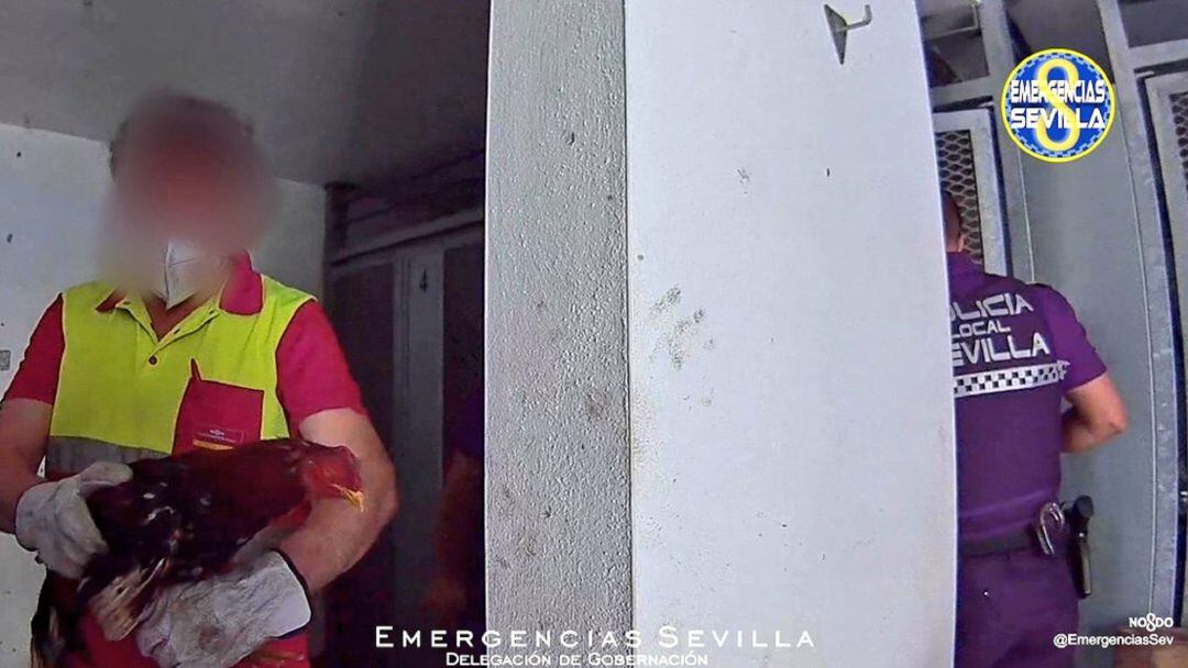 Incautación de gallos en el Polígono Sur.