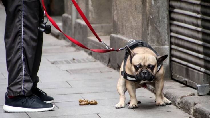 ADN Canino, la solución para evitar cacas de perro en las calles de València