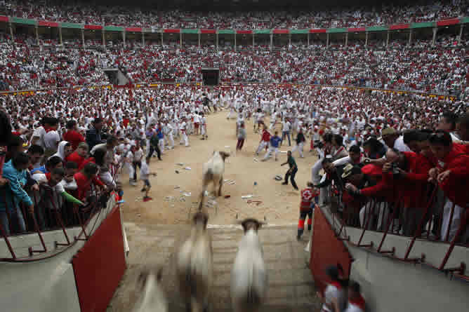 Los novillos entrar en la plaza de toros durante la segunda carrera de las fiestas de San Fermín en Pamplona