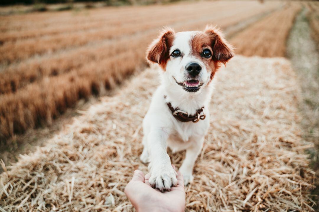 La vacuna contra el COVID para animales ya está disponible. 