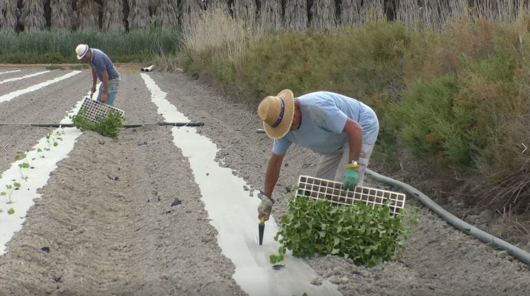 Plantación del melón de los Carrizales