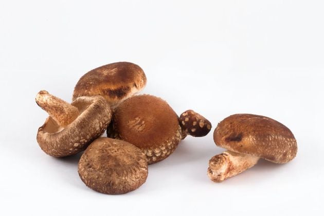 Seta shiitake, Lentinula edodes.