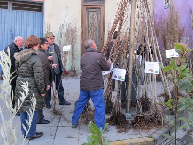 Venta de árboles y plantas en la Feria de la Candelera