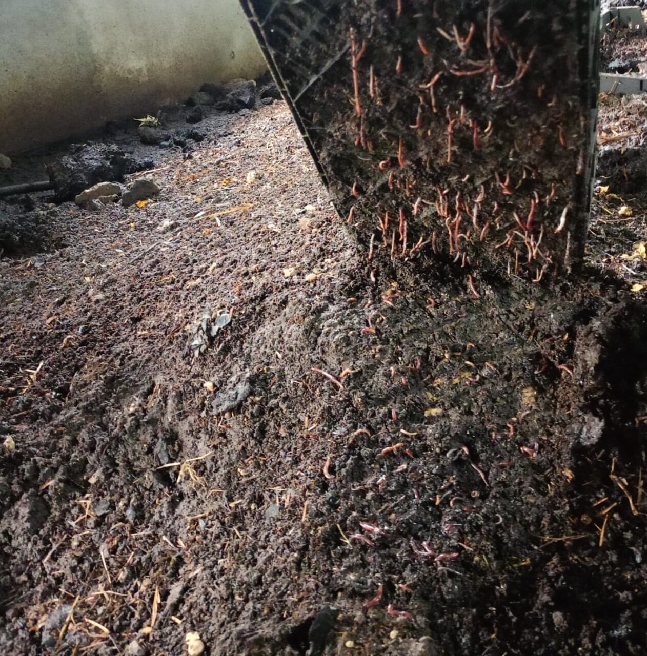 Lombrices en el proceso de producción