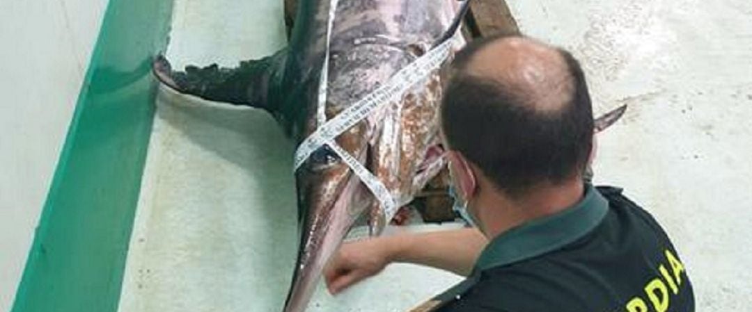 Guardia Civil intercepta pez espada de 245 kilos