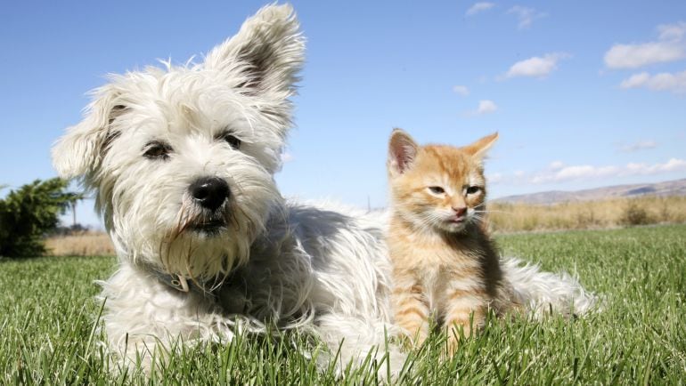 Educación prohíbe la entrada de animales de compañía en los centros educativos valencianos