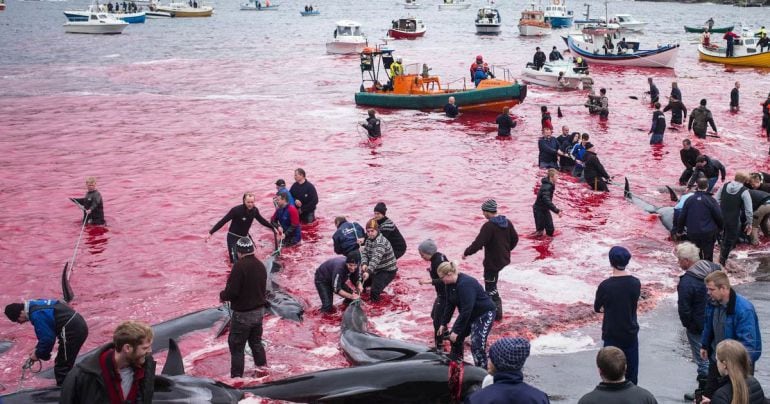 Imagen de la matanza de ballenas en las Islas Feroe.