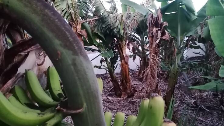 La falta de agua de riego afecta a 400 hectáreas de plátanos en La Palma