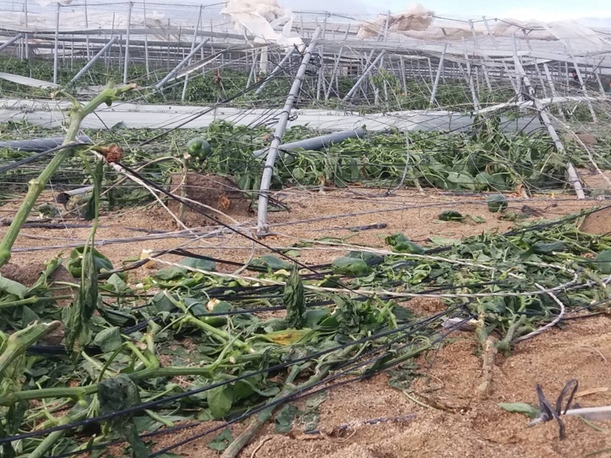 COAG Andalucía afirma que el seguro agrario es hoy más necesario que nunca