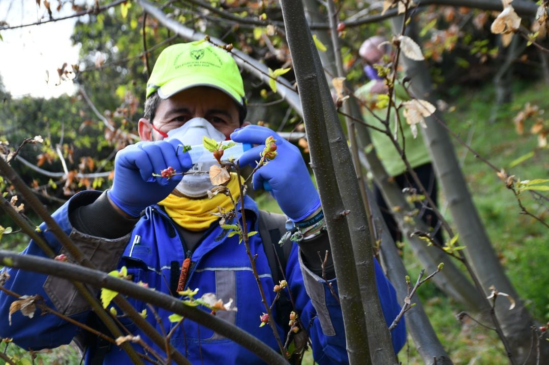 Momento de la primera suelta del depredador biológico en el Valle del Geneal