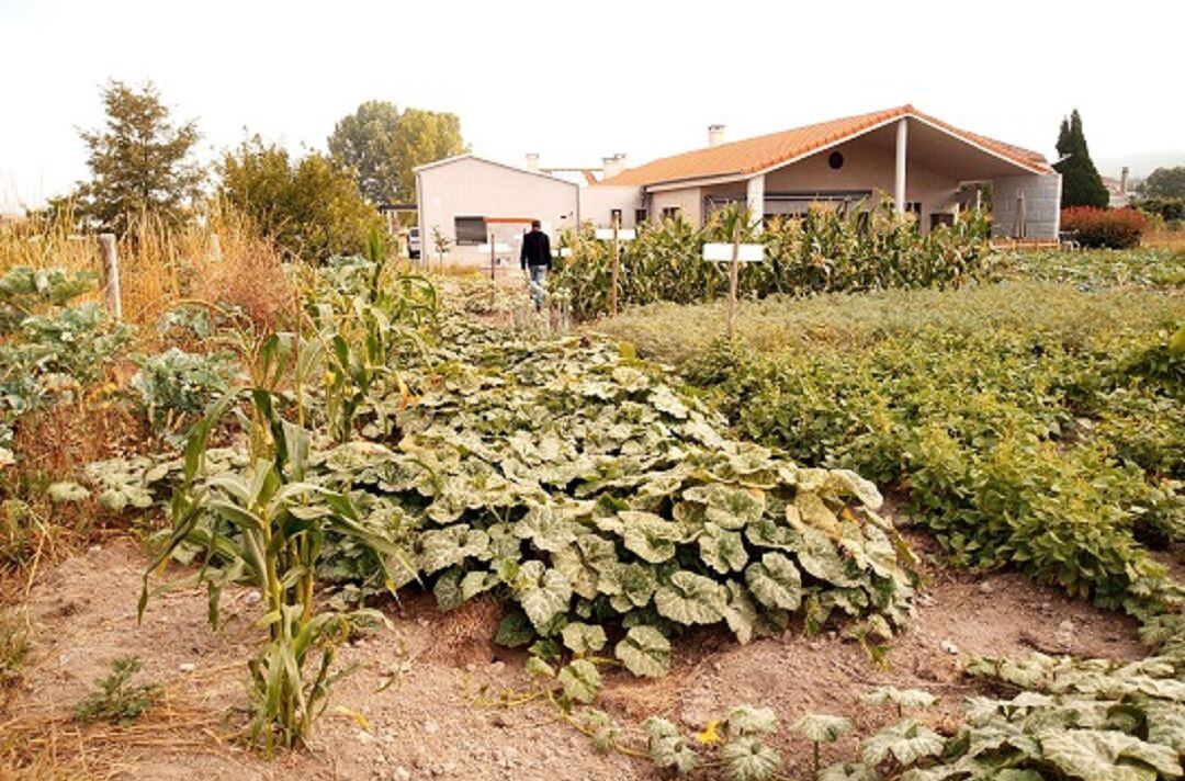 Las líneas de trabajo van desde cultivos de especies autóctonas hasta una ludoteca/ CDR O Viso