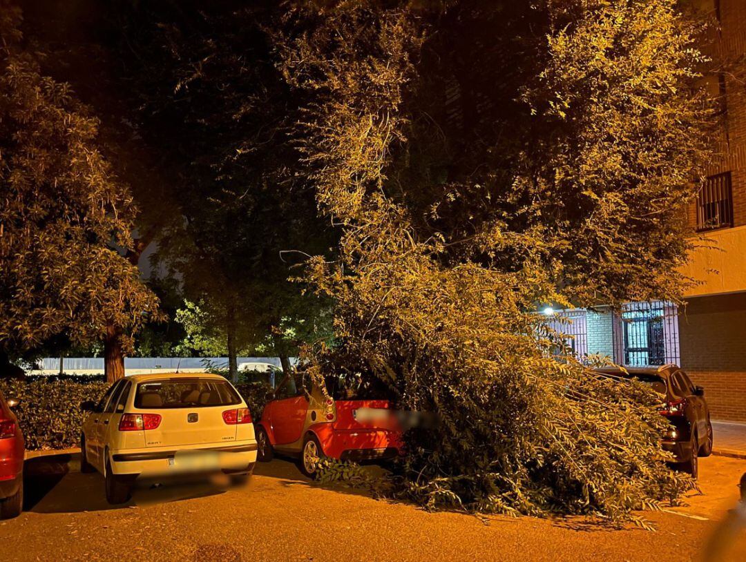 Ramas caídas sobre vehículos en la calle Arabista Ambrosio Huici