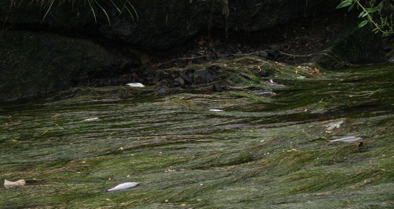 El cabal és mínim i de grups de peixos morts n'hi ha uns quants en el tram de 350 metres que hi ha entre la Marfà i els Maristes.