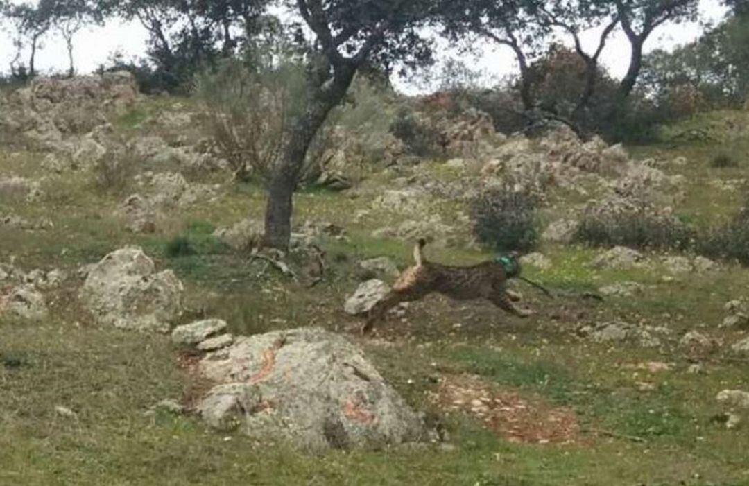 Lince Ibérico puesto en libertad en Extremadura