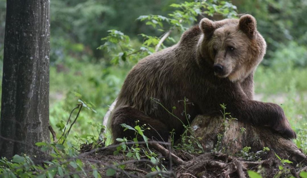 Oso pardo