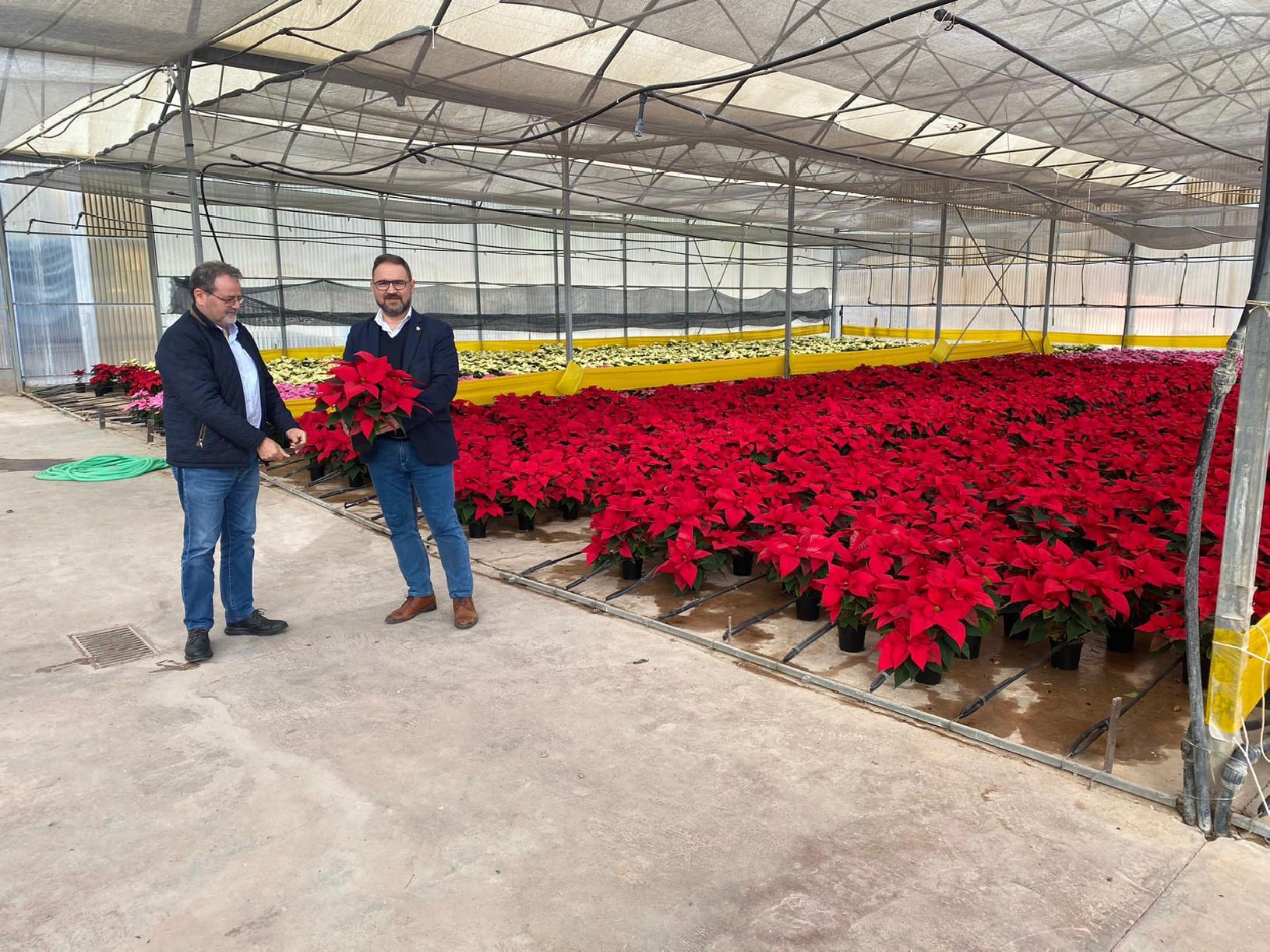 6.000 ejemplares de flor de navidad se plantaran en los parques y jardines de Lorca.