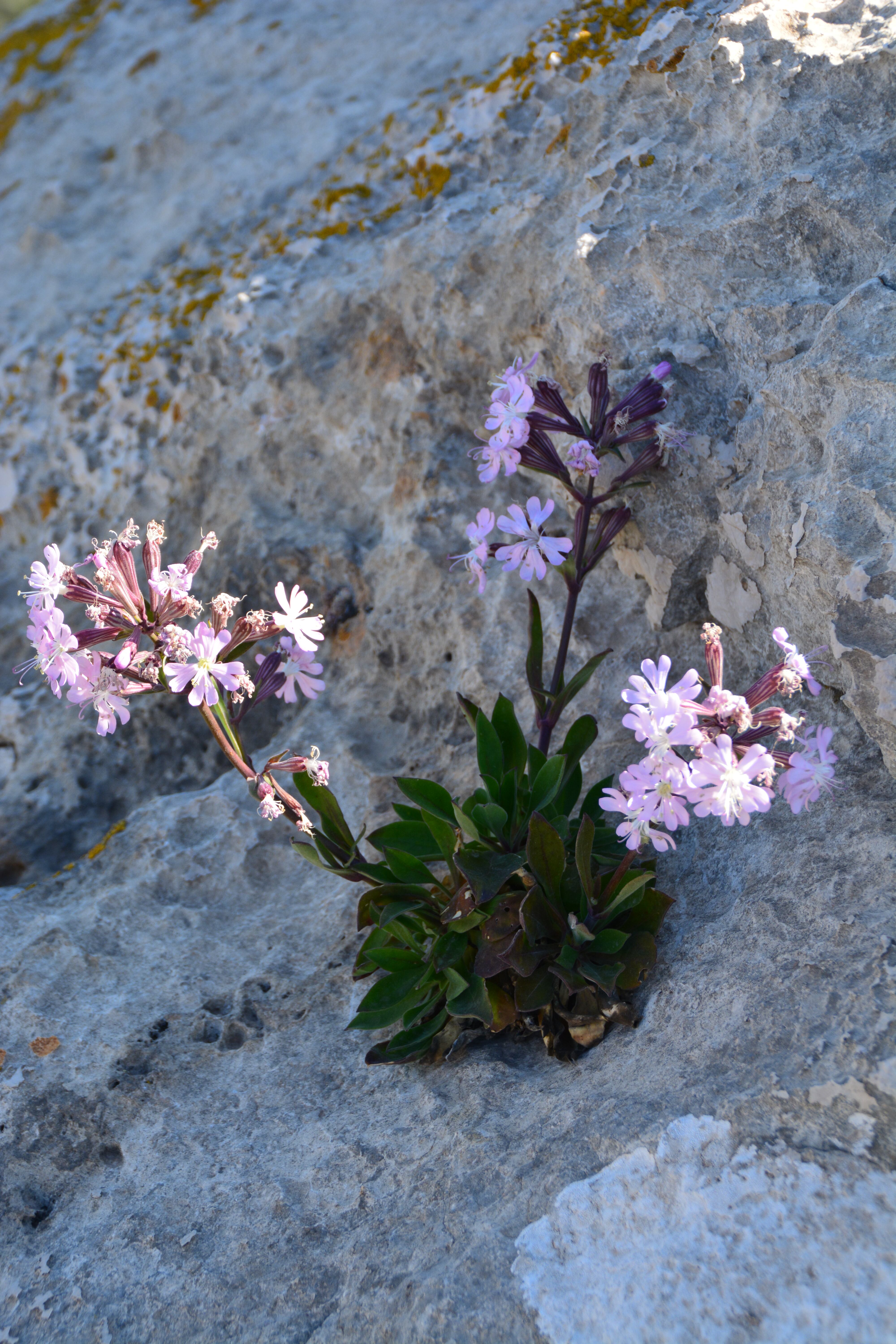 Imagen de Siliene de Ifach