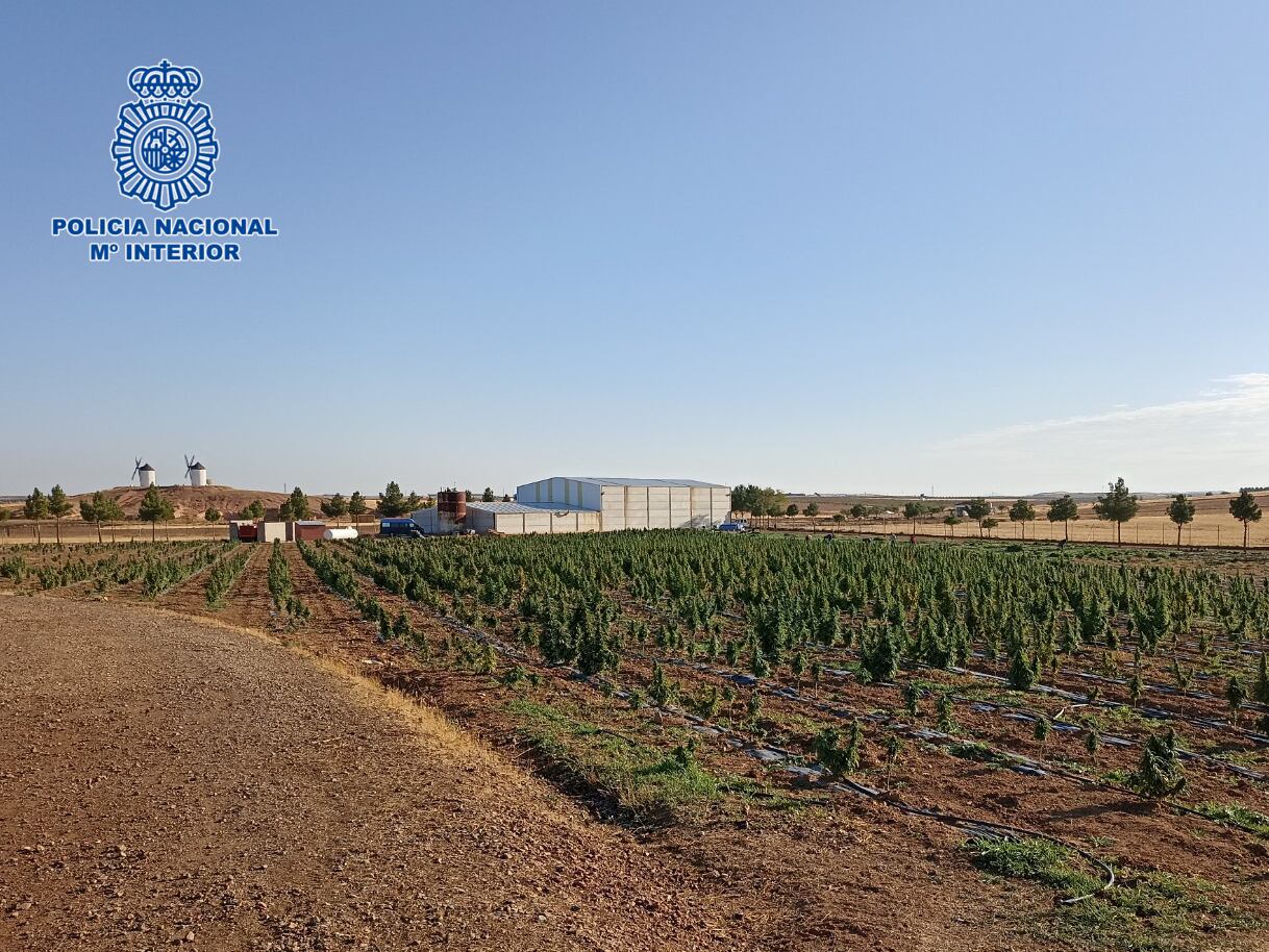 Plantación de Tembleque (Toledo)