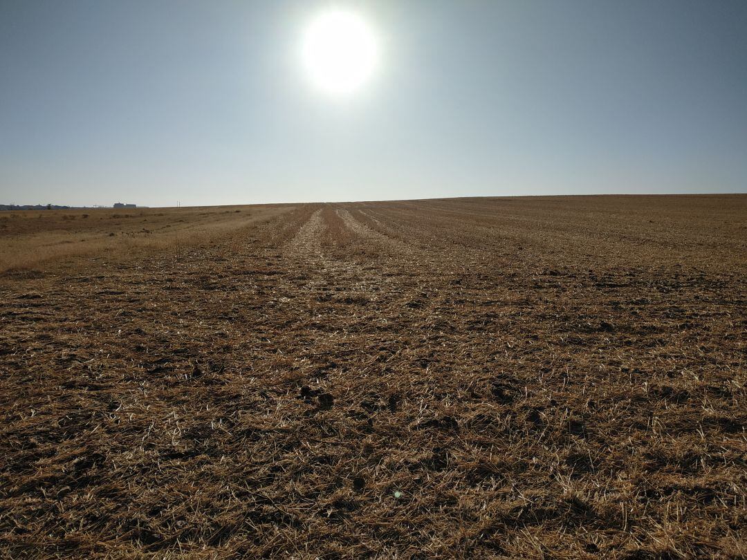 Finca con restos de la cosecha