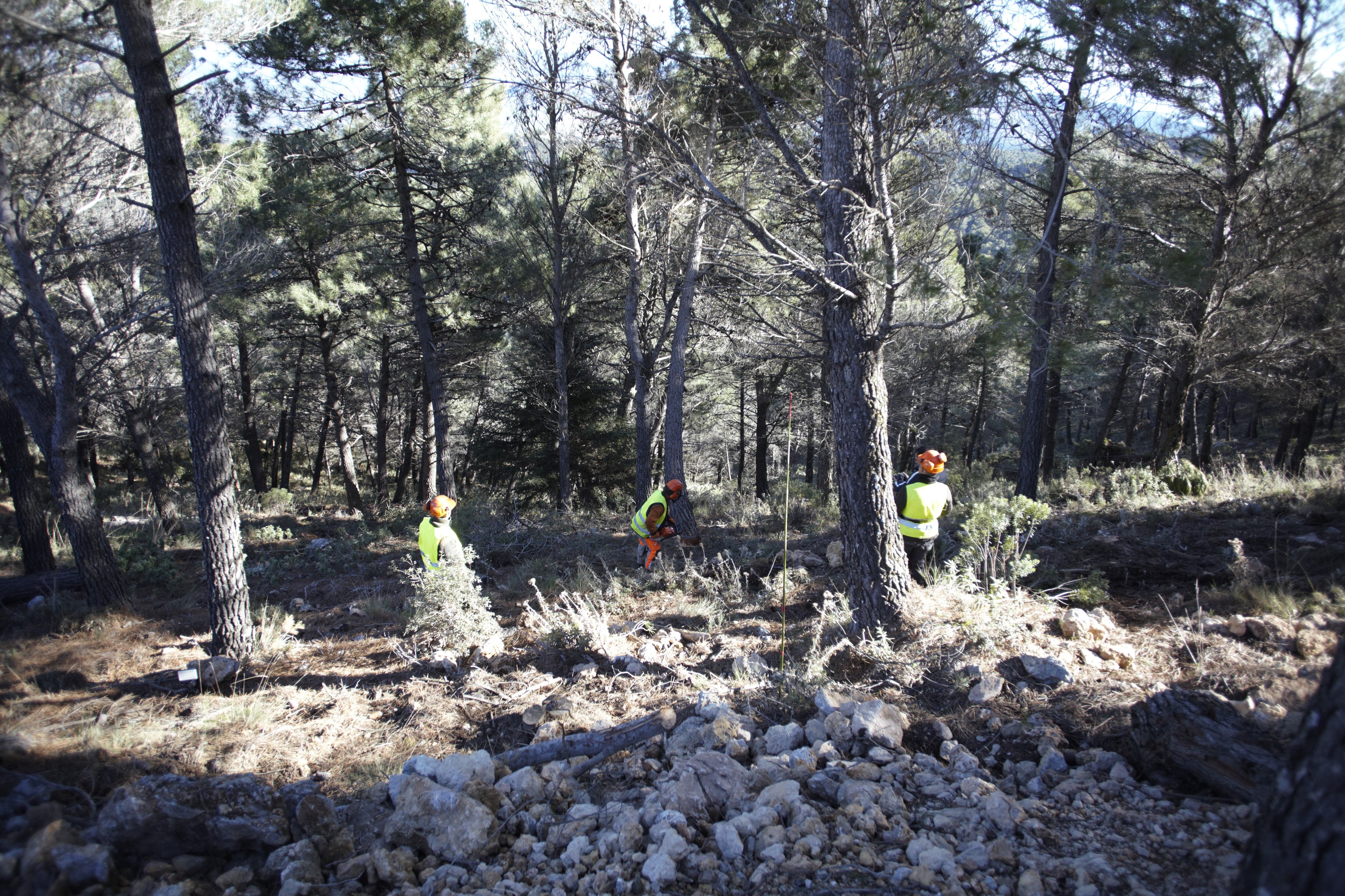 Extracción de madera