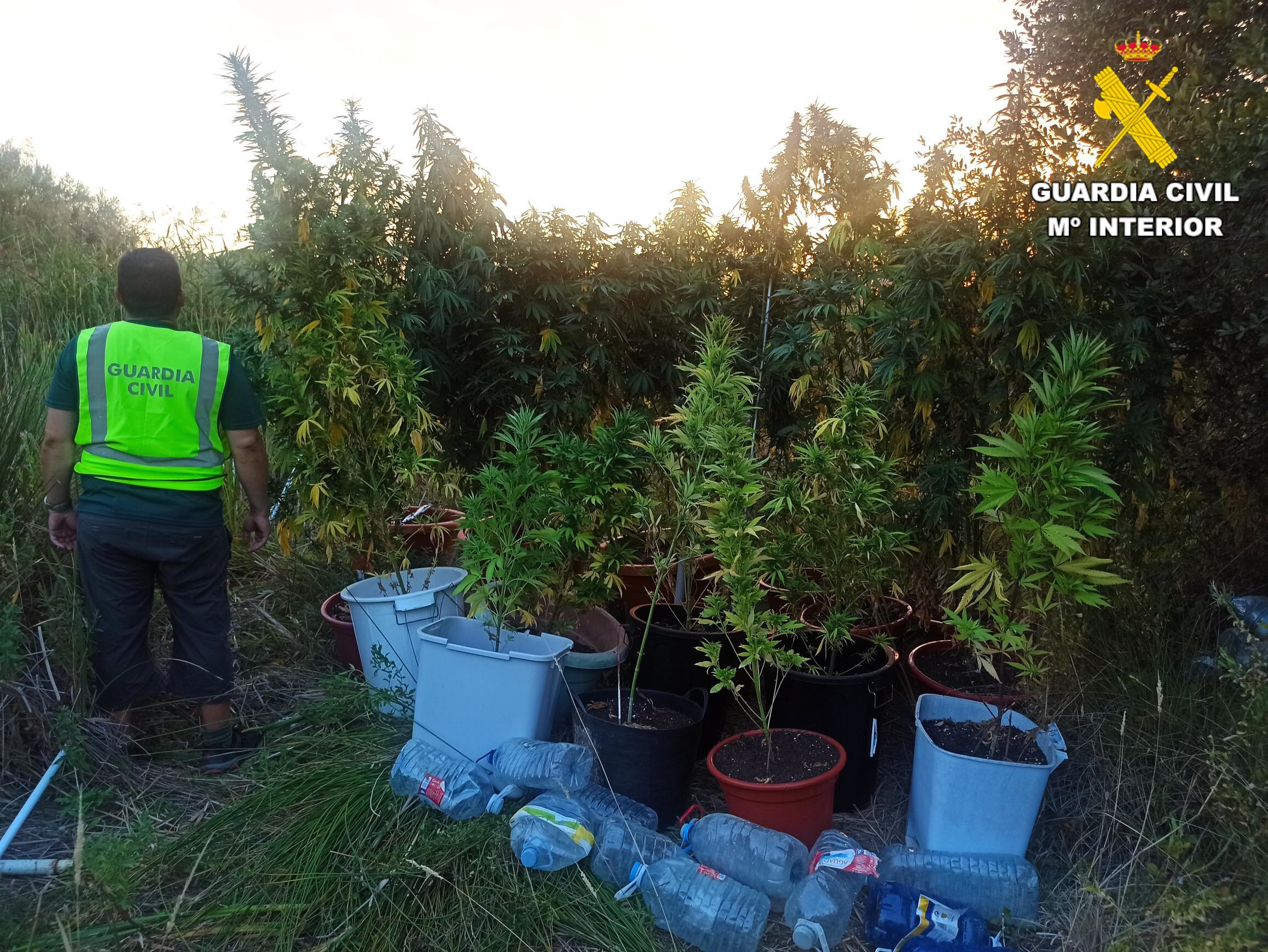 Cultivo de marihuana en la provincia de Palencia