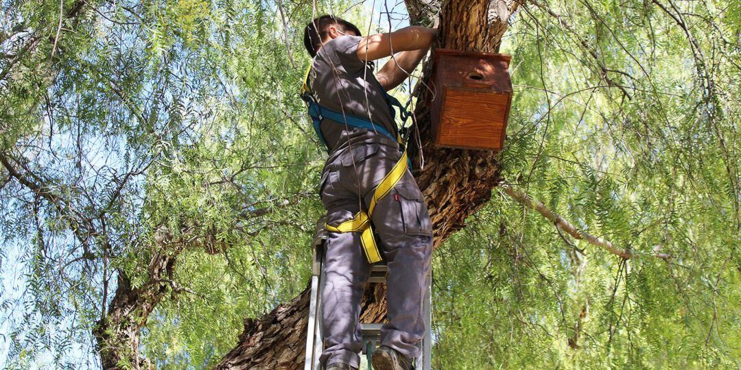 Colocación nidos Novelda