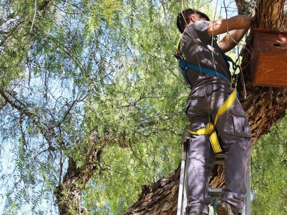 Novelda instala 35 cajas nido para aves en el entorno del río Vinalopó y zonas verdes