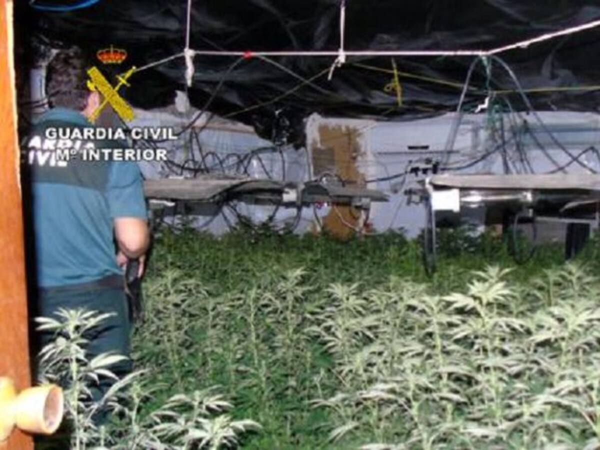 Dos detenidos en Bullas con un centenar de plantas de marihuana