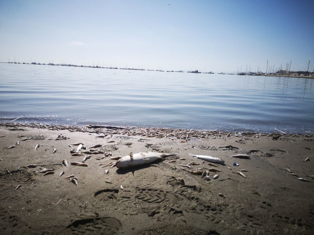 PECES MUERTOS EN LA ORILLA DEL MAR MENOR