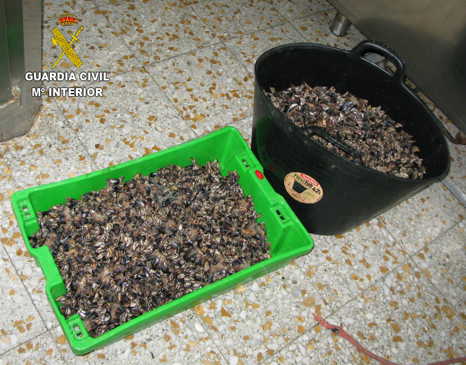 En el maletero del vehículo transportaba dos recipientes con percebes además de artes empleadas para su extracción.