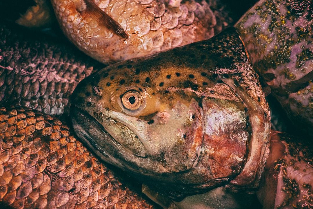 Este jueves, la Agencia Vasca del Agua (URA) ha retirado del Río Zadorra hasta 600 kilos de peces muertos por un vertido no autorizado