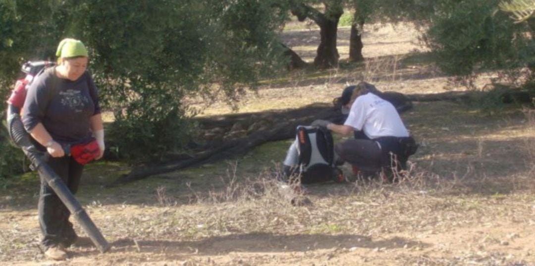 Mujeres trabajando en la aceituna en Jaén.