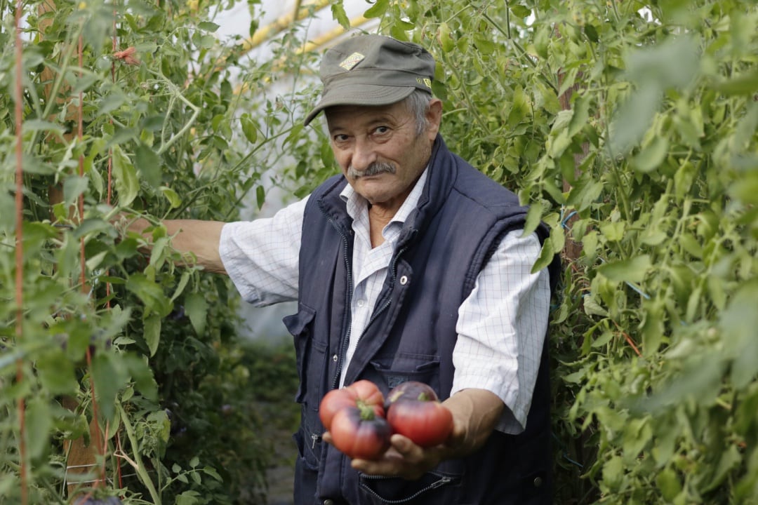 José Gato Fernández en uno de sus invernaderos dedicados al tomate.