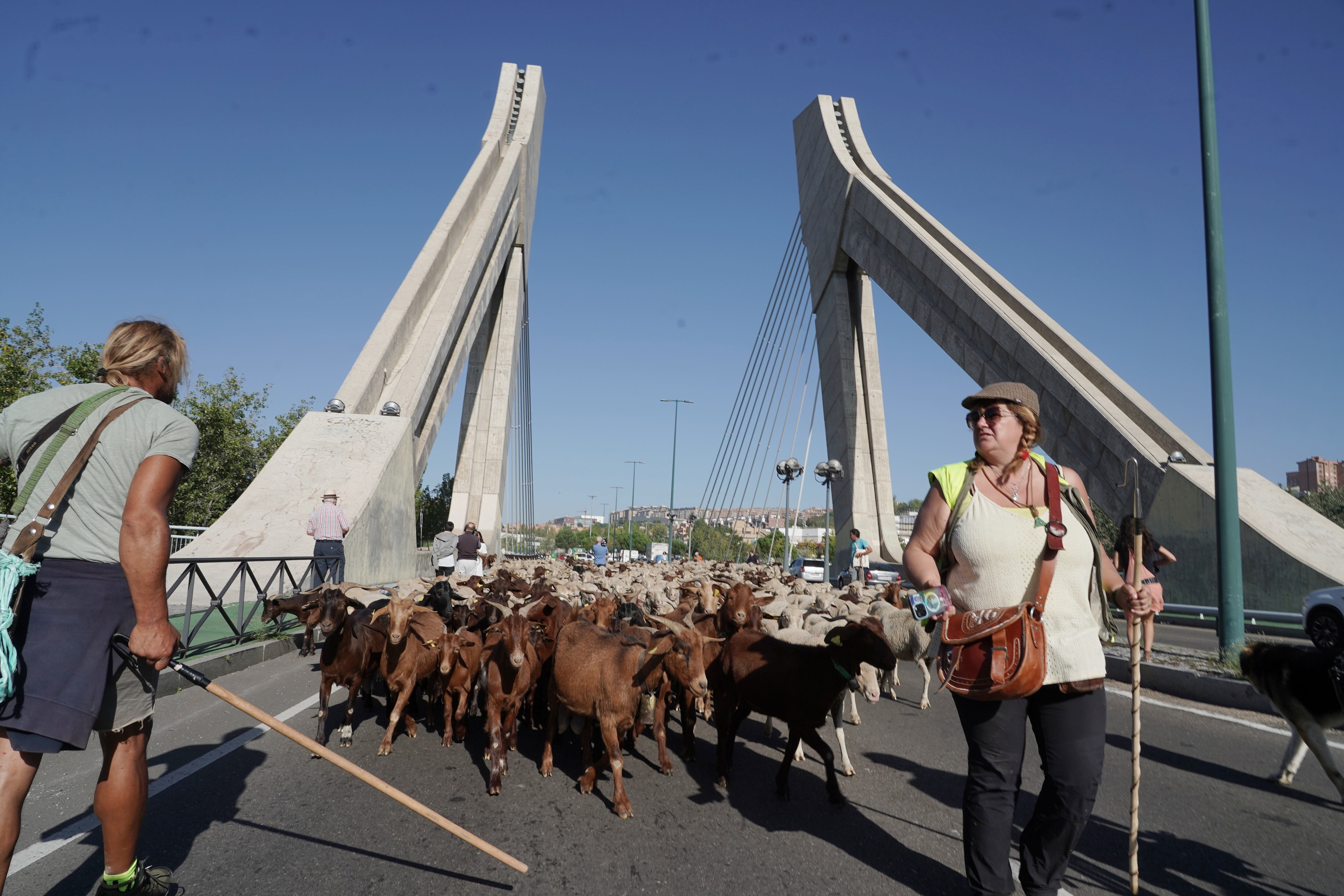 Trashumancia por la ciudad de Valladolid de unas 2.000 ovejas y cabras que discurren desde los Picos de Europa a la Sierra de Guadarrama.
