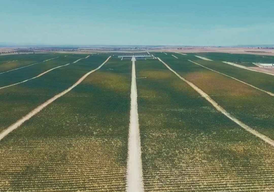 Finca Constancia, en el término municipal de Otero (Toledo)