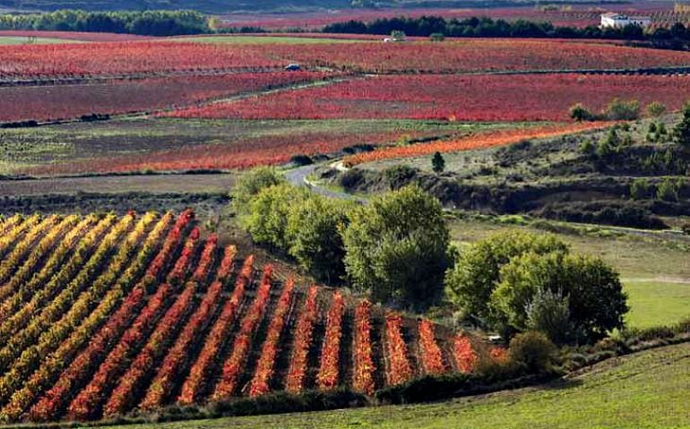 Viñedos en Rioja Alavesa