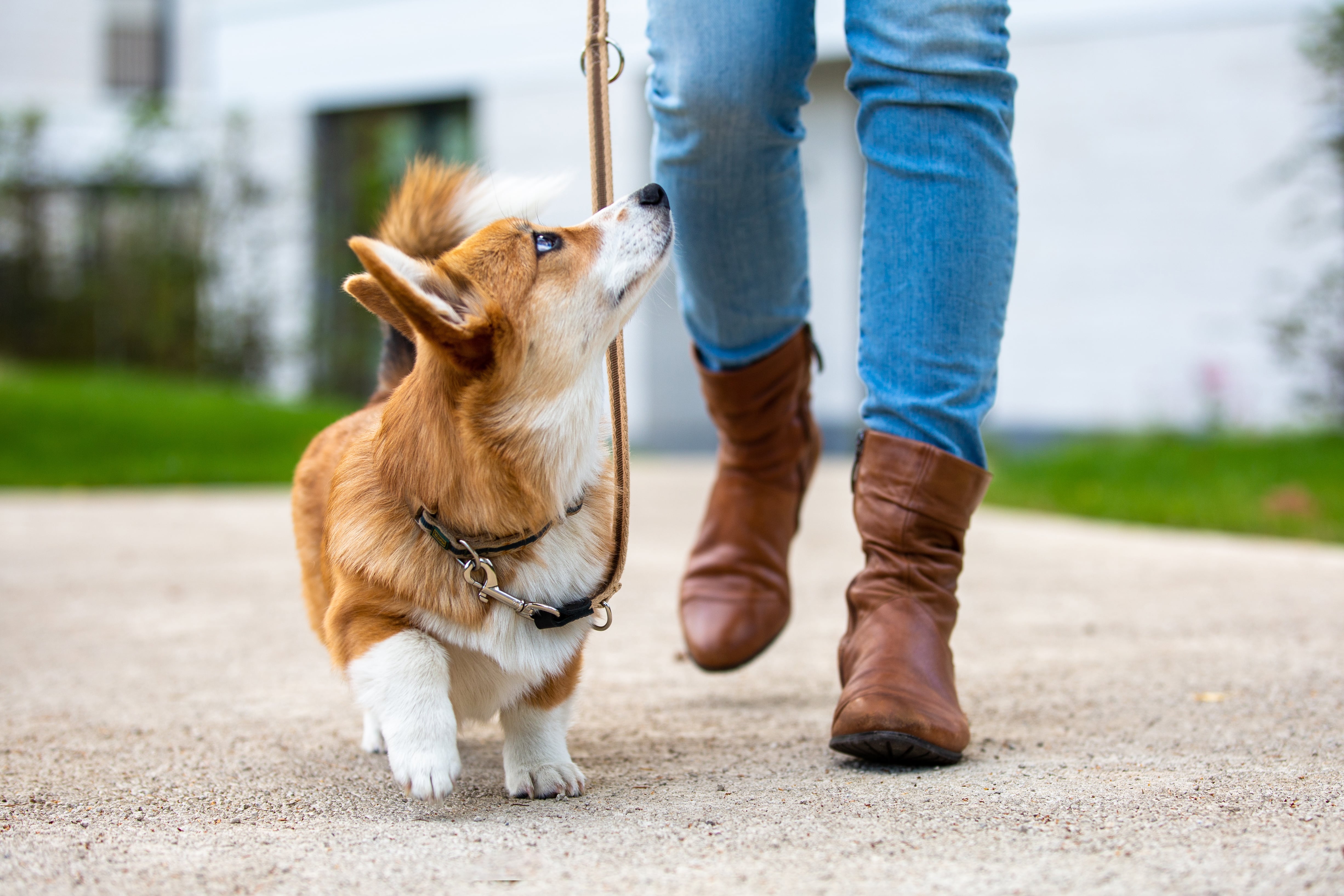 Perro dando un paseo