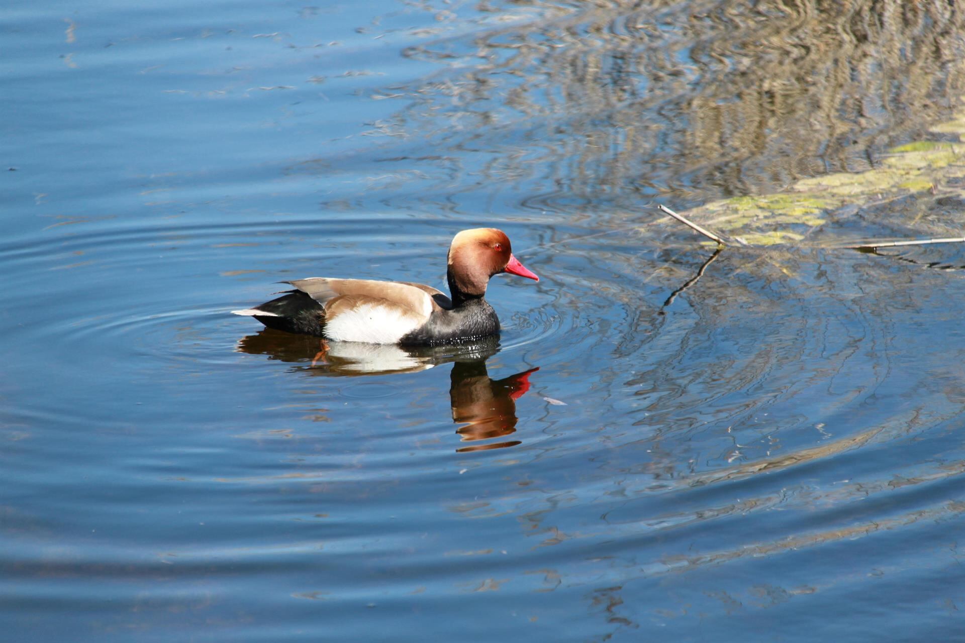 Una especie de anade friso en l&#039;Albufera de València