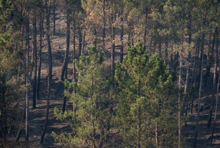 Incendios Xurés