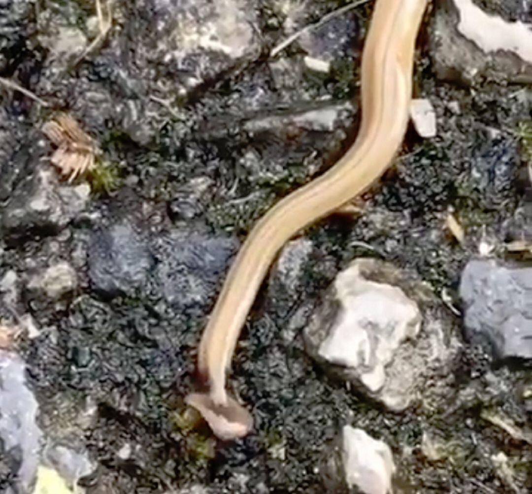 Una planaria del género Bipalium en los montes.