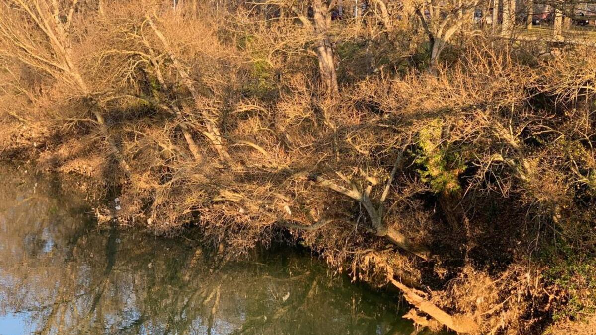 La limpieza de las orillas del Pisuerga tendrá que esperar