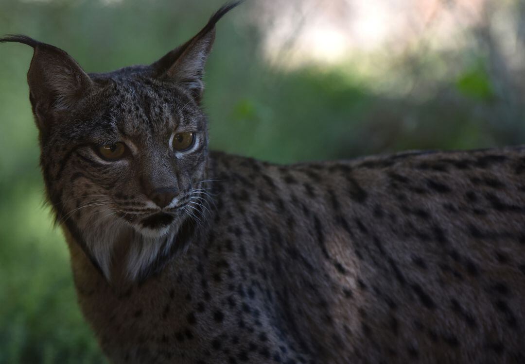 Foto de archivo de un lince ibérico. 