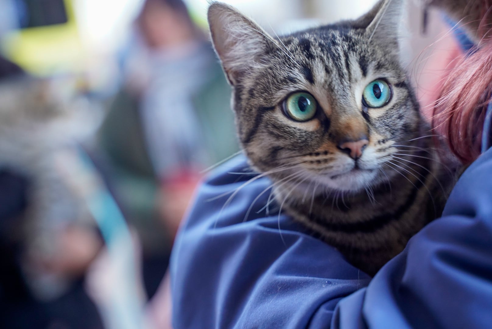 Imagen de un gato en la fiesta de San Antón de Colmenar Viejo