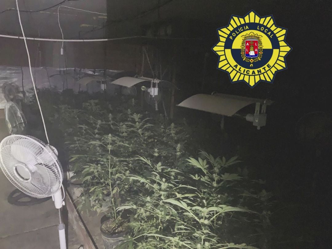 Plantacion de marihuana descubierta