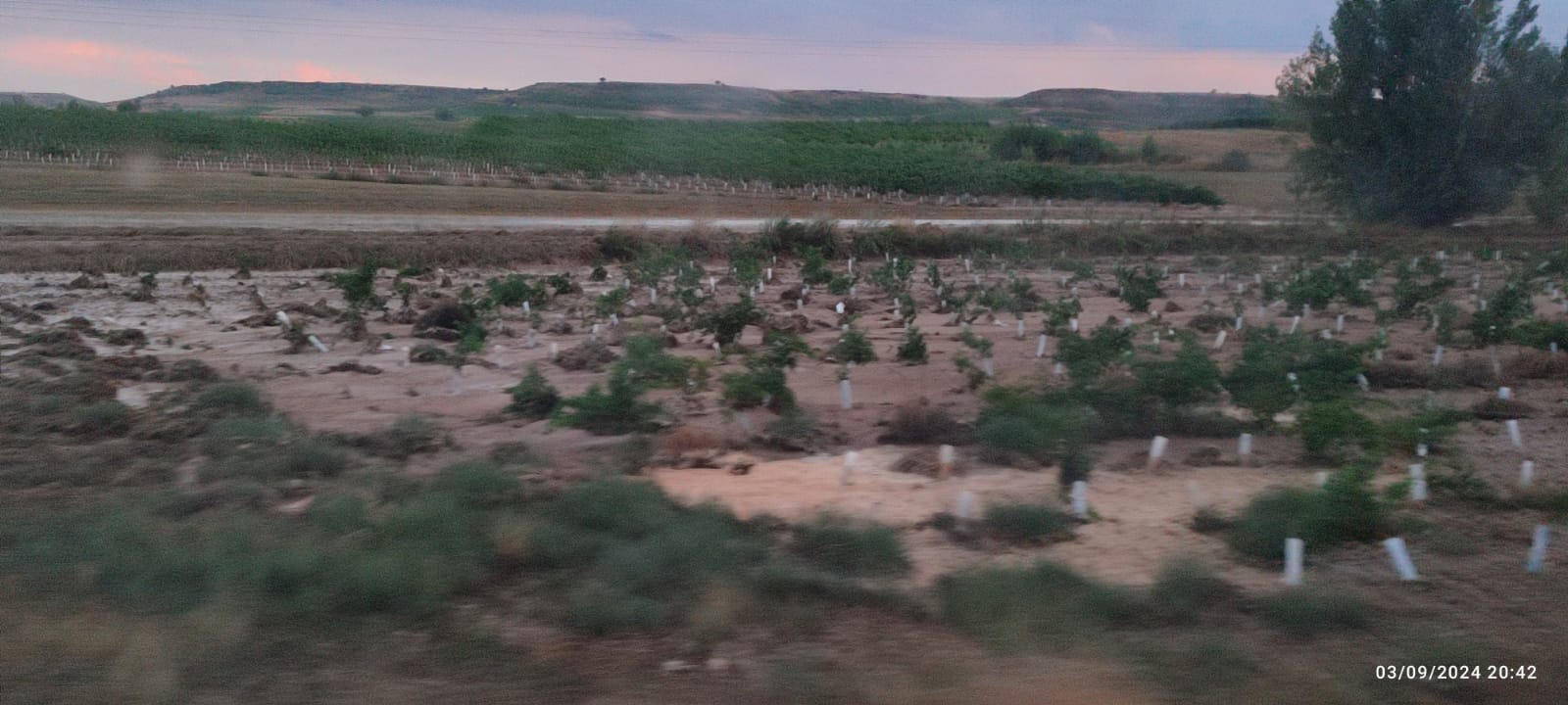 Viñas dela Ribera del Duero afectadas por la tormenta de este martes