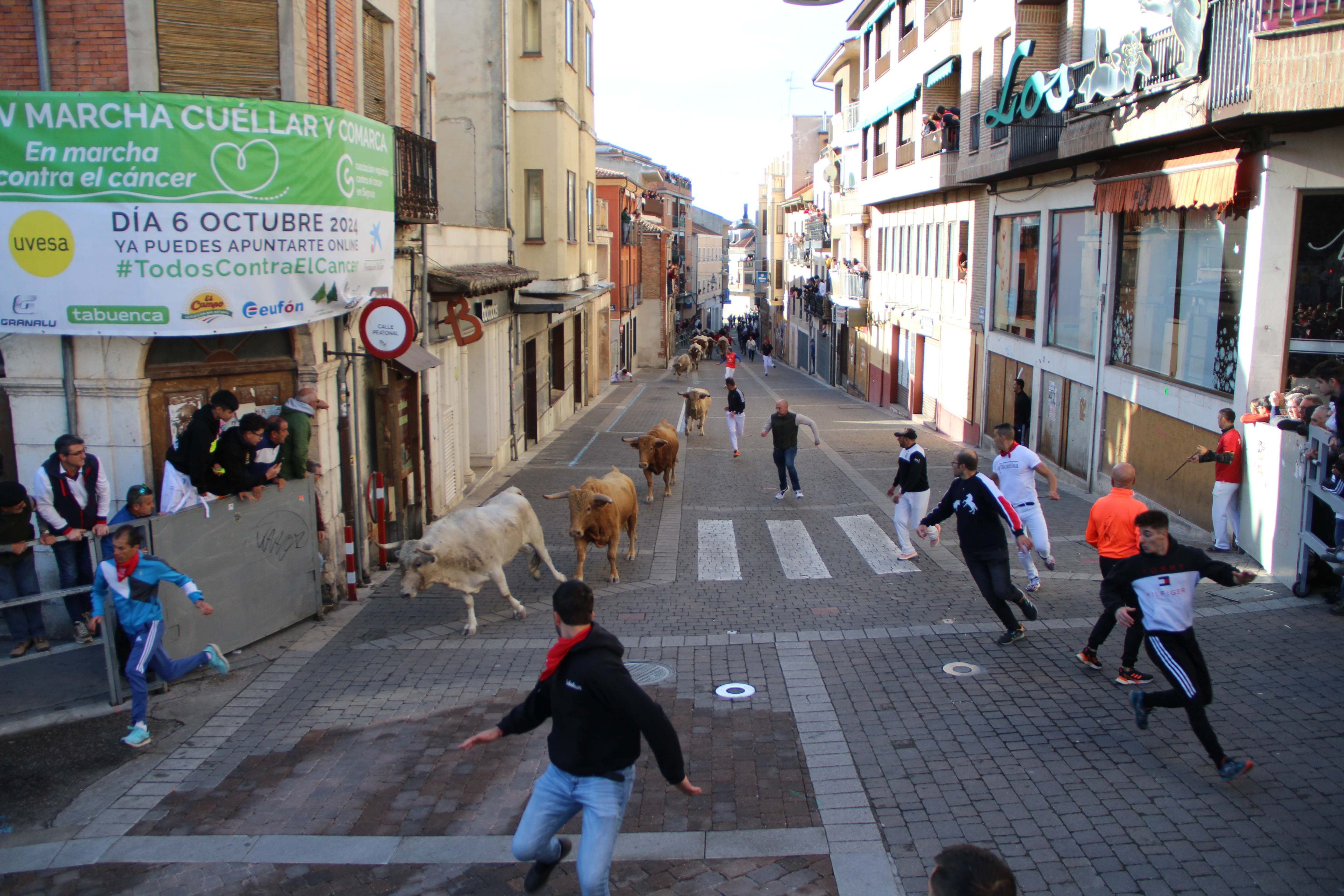 Los novillos de Aurelio Hernando suben a gran velocidad por la calle Parras en el encierro extraordinario de San Miguel en Cuéllar 2024