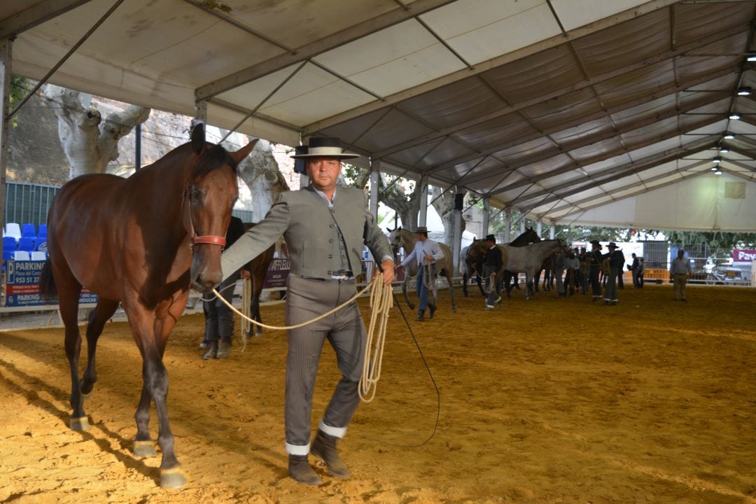 Suspendida Anducab y la Feria Multisectorial de Andújar 2020.