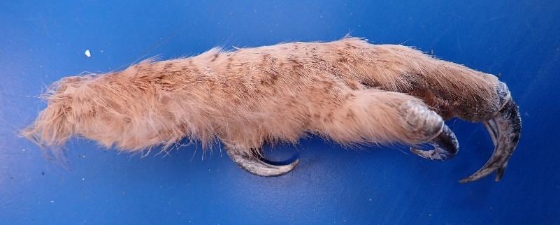 Imagen de la garra de búho real incautada en un paraje de Almarza