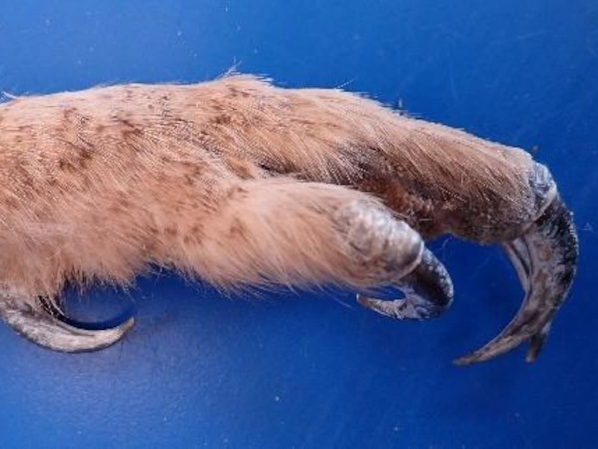 Detenidos dos pamploneses a los que se les incautó una garra de búho real en Almarza