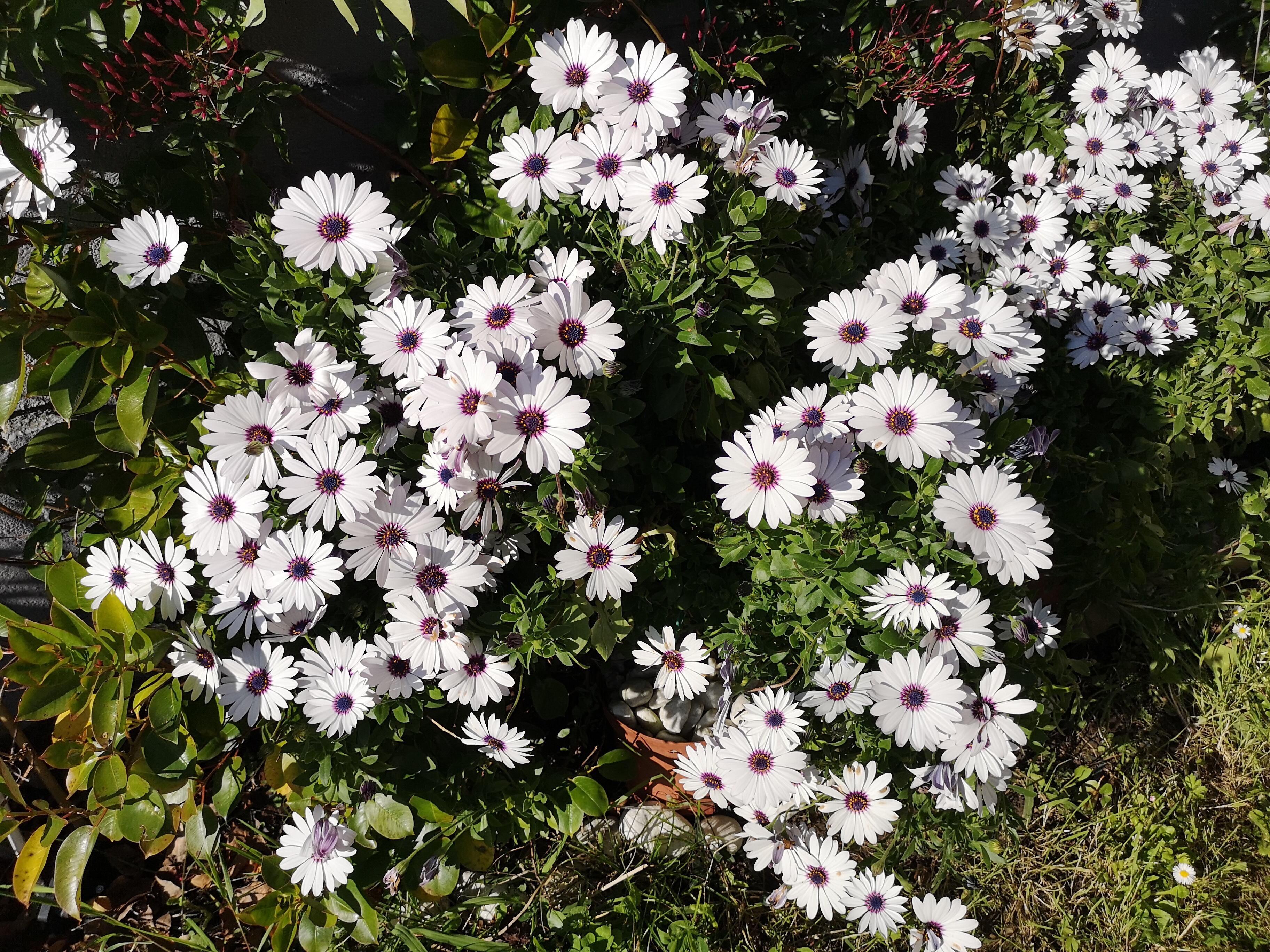 Flores de dimorfotecas en un jardín.